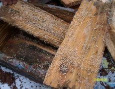 保稅區(qū)殺蟲案例展示